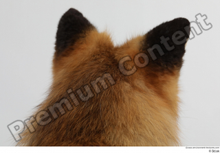 Red fox head 0007.jpg